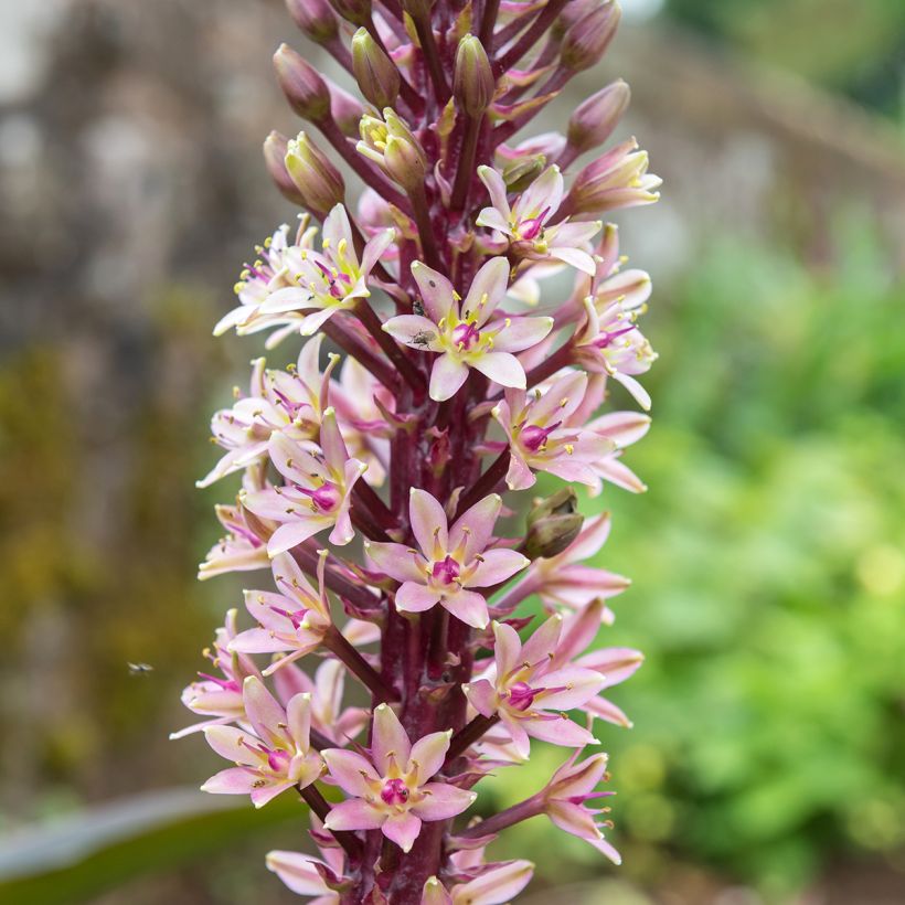 Eucomis comosa Indian Summer - Ananasbloem (Bloei)