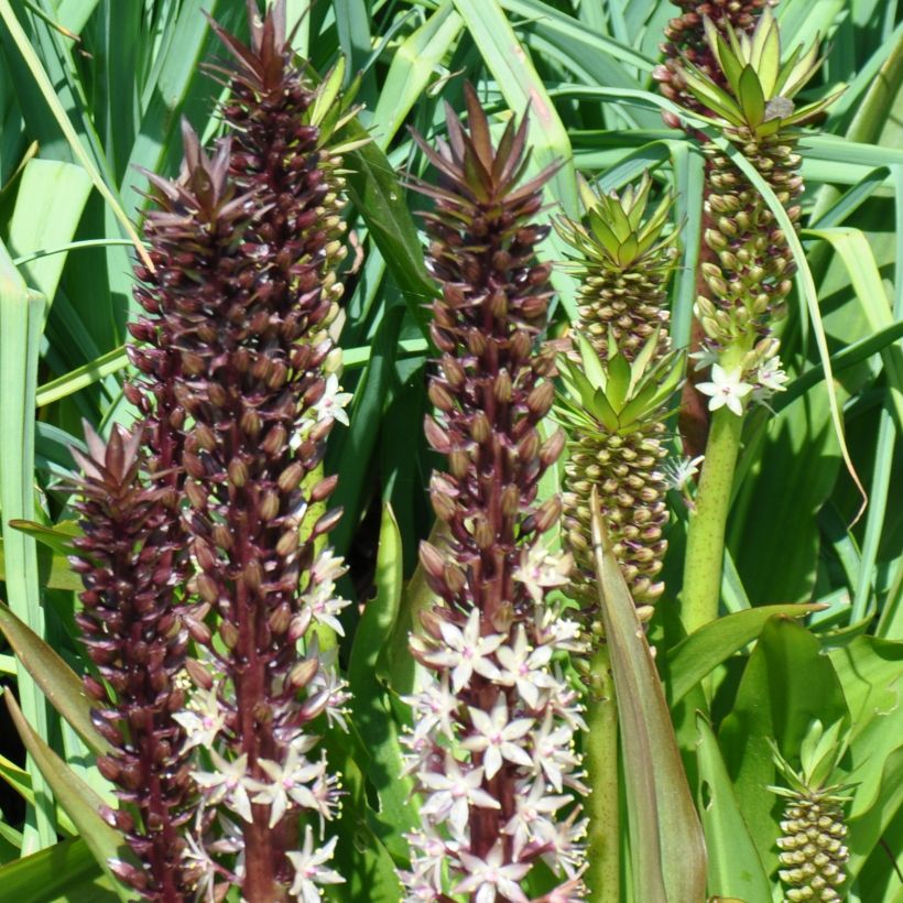 Eucomis comosa Sparkling Burgundy - Ananasplant (Plant habit)