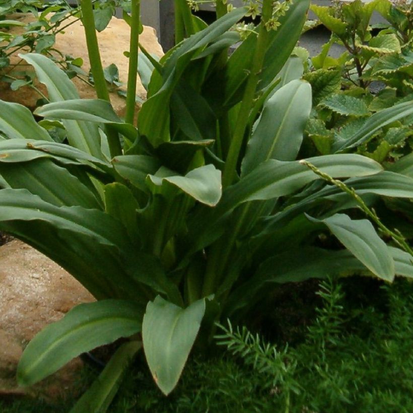 Eucomis pole-evansii - Kuiflelie (Foliage)