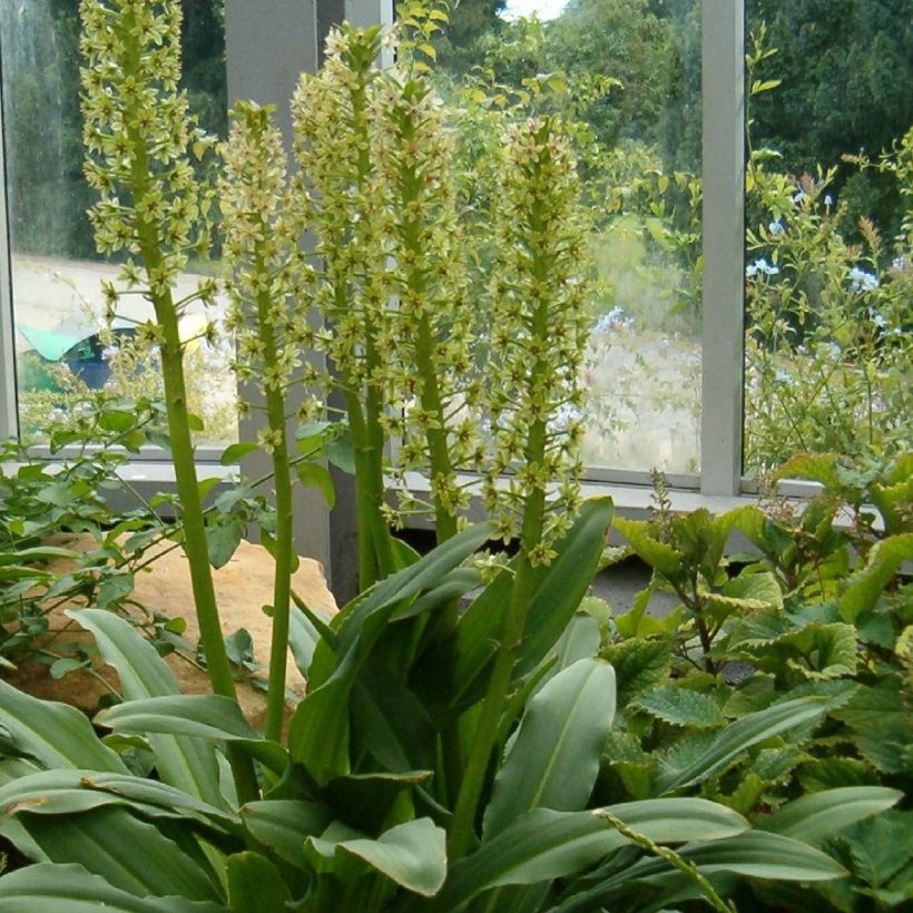 Eucomis pole-evansii - Kuiflelie (Plant habit)