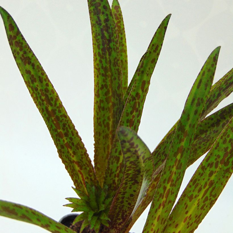 Eucomis vandermerwei Octopus - Kuiflelie (Foliage)