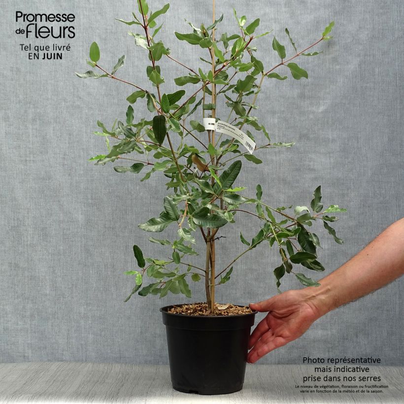 Exemplaar van Eucryphia intermedia Rostrevor - Leatherwood Pot van 3 l/4 l zoals geleverd in de zomer