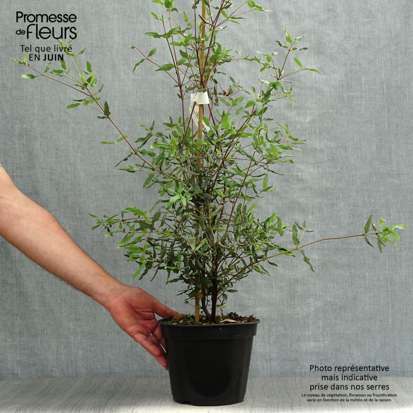 Exemplaar van Eucryphia lucida Ballerina - Leatherwood Pot van 4 l/5 l zoals geleverd in de zomer