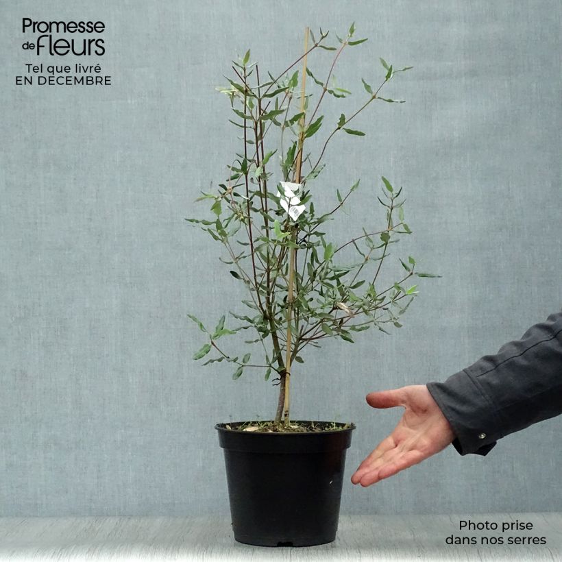 Example of Eucryphia lucida Ballerina Pot van 4 l/5 l as you get in hiver