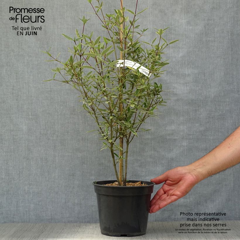 Exemplaar van Eucryphia lucida Gilt Edge - Leatherwood Pot van 4 l/5 l zoals geleverd in de zomer