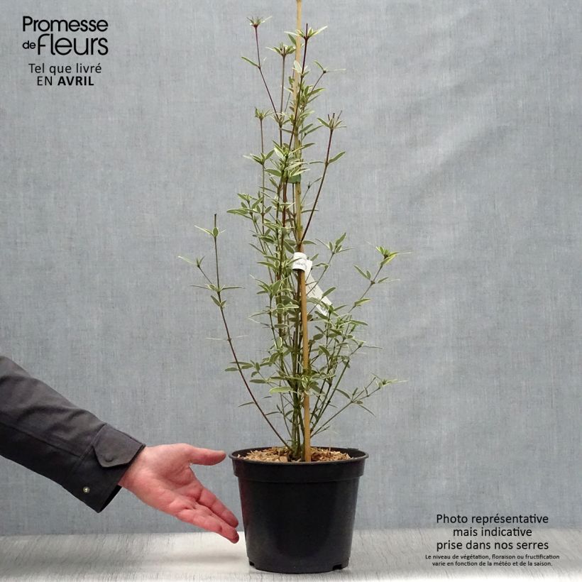 Exemplaar van Eucryphia lucida Gilt Edge - Leatherwood Pot van 4 l/5 l zoals geleverd in de lente