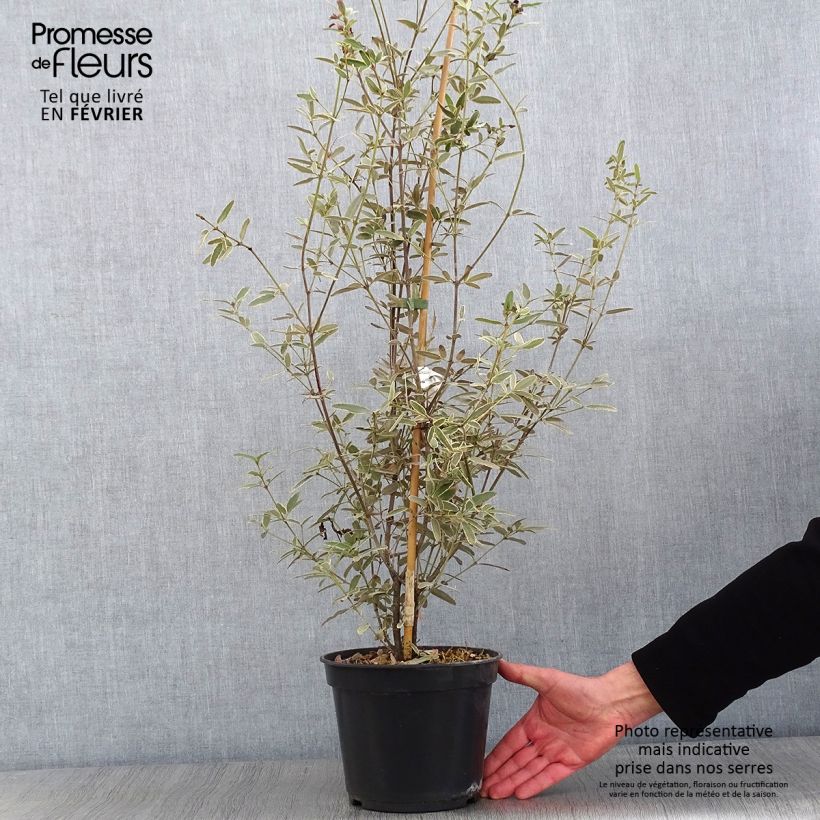 Example of Eucryphia lucida Gilt Edge - Eucryphia luisant Pot van 4 l/5 l as you get in hiver