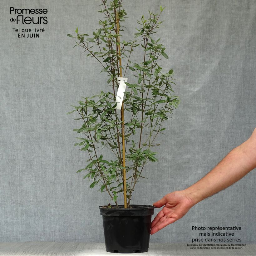 Exemplaar van Eucryphia lucida Pink Cloud - Leatherwood Pot van 4 l/5 l zoals geleverd in de zomer