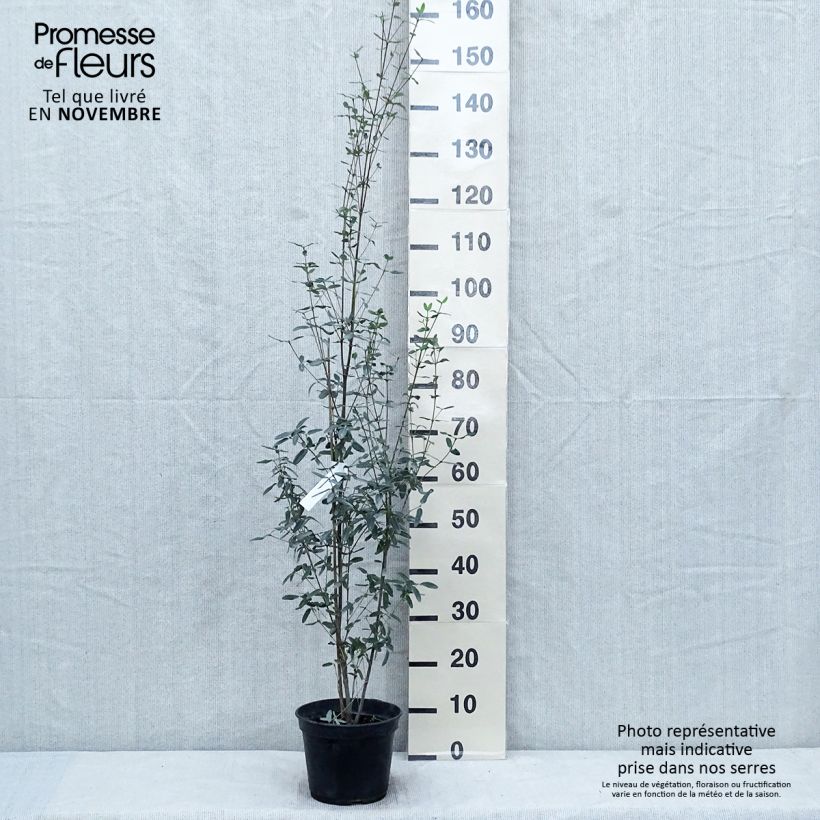 Exemplaar van Eucryphia lucida Pink Cloud - Leatherwood Pot van 4 l/5 l zoals geleverd in de herfst
