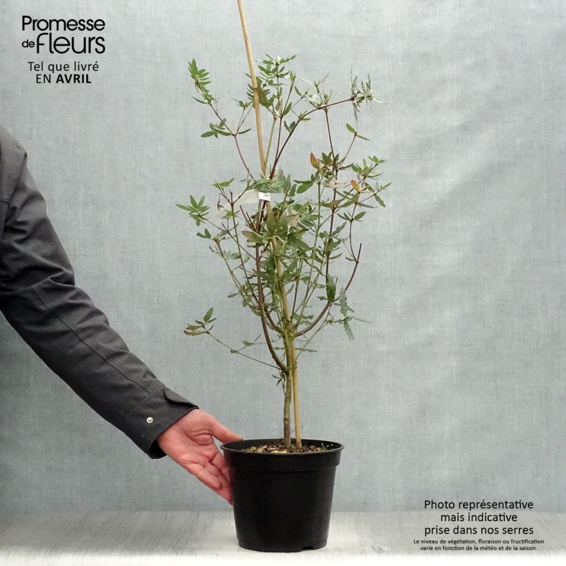 Exemplaar van Eucryphia moorei - Leatherwood Pot van 4 l/5 l zoals geleverd in de lente