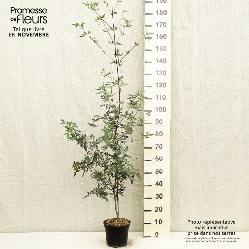 Exemplaar van Eucryphia moorei - Leatherwood Pot van 4 l/5 l zoals geleverd in de herfst