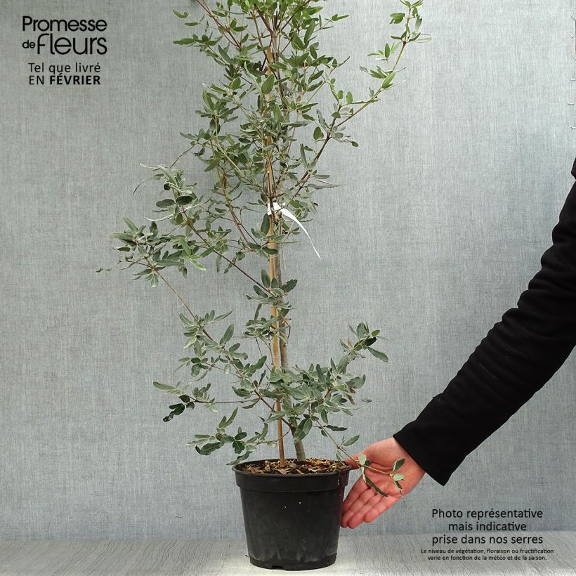 Example of Eucryphia moorei - Leatherwood Pot van 4 l/5 l as you get in hiver