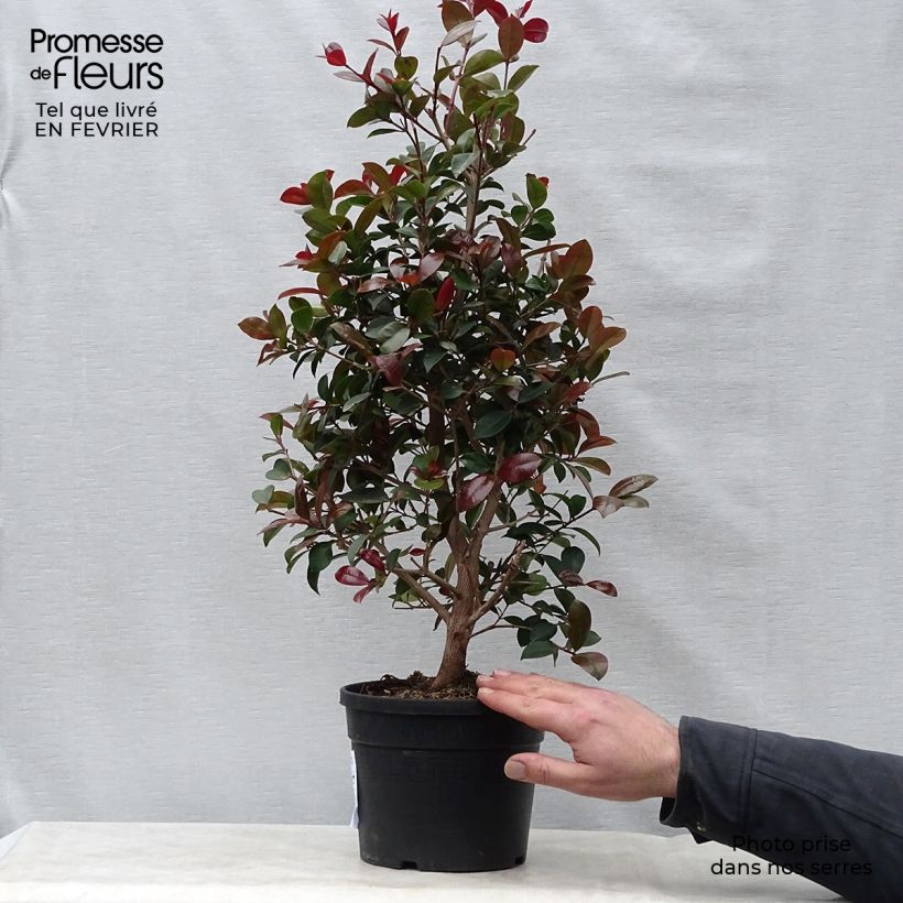 Example of Eugenia uniflora Etna Fire - Surinaamse kers Pot van 3 l/4 l as you get in hiver