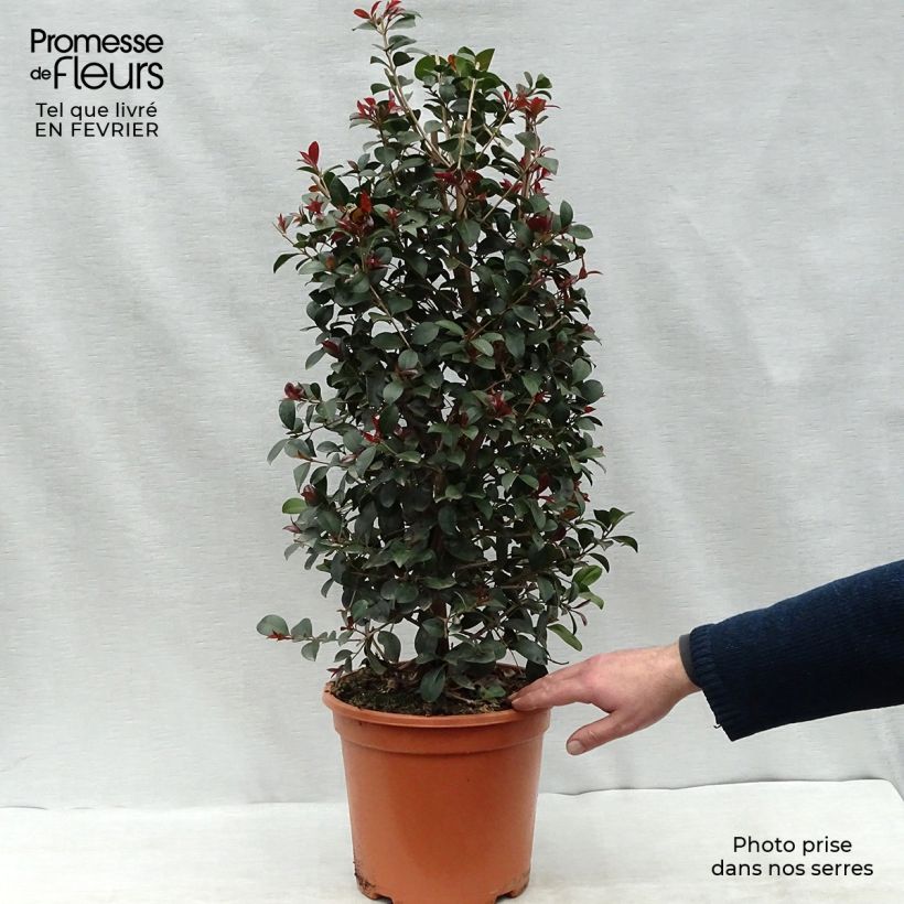 Example of Eugenia uniflora Etna Fire - Surinaamse kers Pot van 7,5 l/10 l as you get in hiver