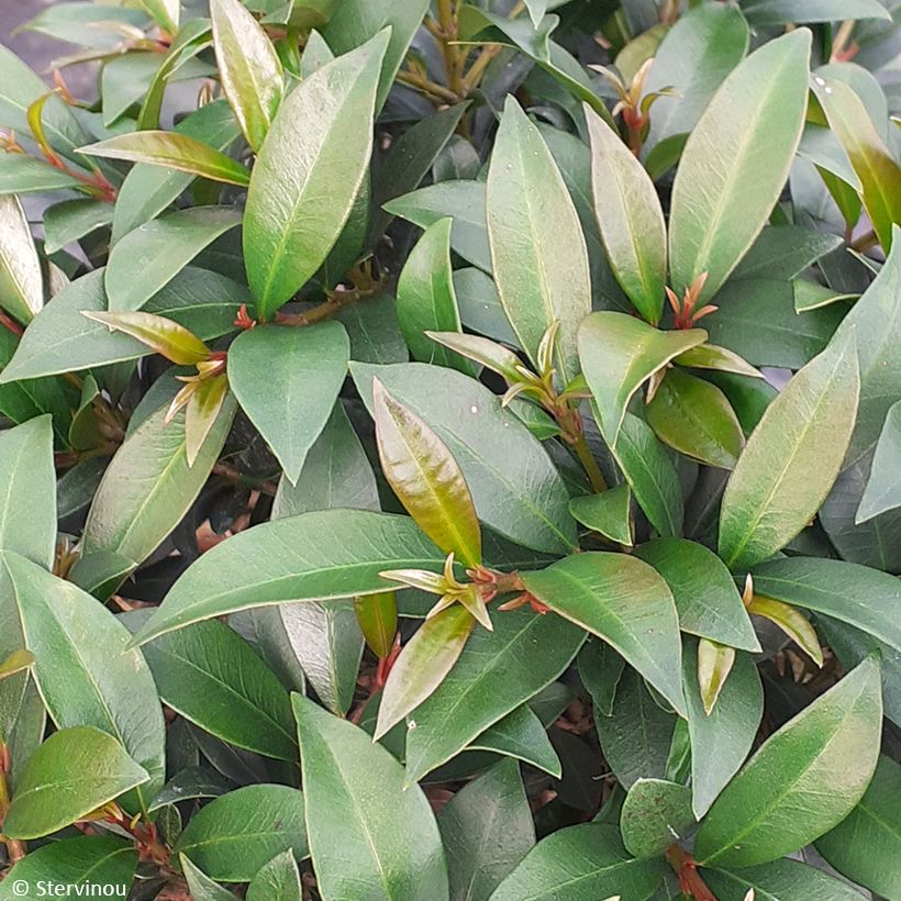 Eugenia myrtifolia Compacta - Kersstruik (Blad)