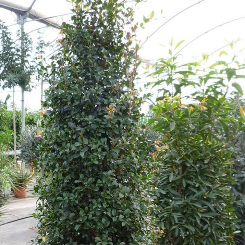 Eugenia myrtifolia New Port - Kersstruik (Plant habit)