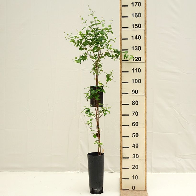 Example of Cerisier de Cayenne - Eugenia uniflora Pot van 6 l/7 l as you get in printemps