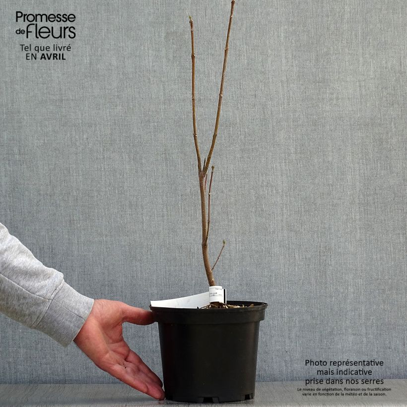 Exemplaar van Tetradium daniellii - Bijenboom Pot van 2 l/3 l zoals geleverd in de lente