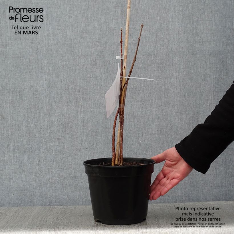 Example of Euodia danielii - Arbre à miel Pot van 4 l/5 l as you get in hiver