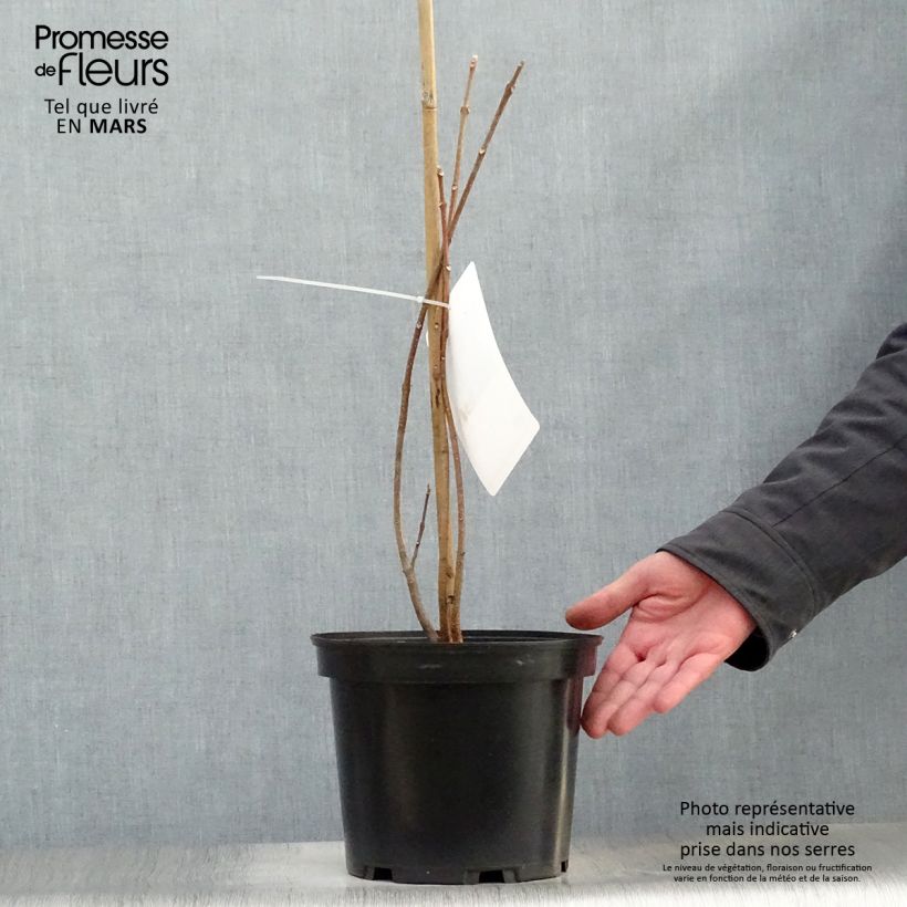 Exemplaar van Tetradium daniellii - Bijenboom Pot van 4 l/5 l zoals geleverd in de lente