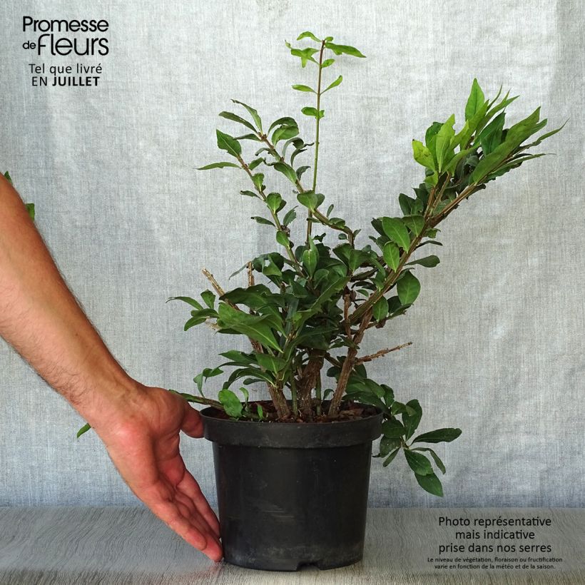 Exemplaar van Euonymus alatus - Gevleugelde kardinaalsmuts Pot van 2 l/3 l zoals geleverd in de zomer