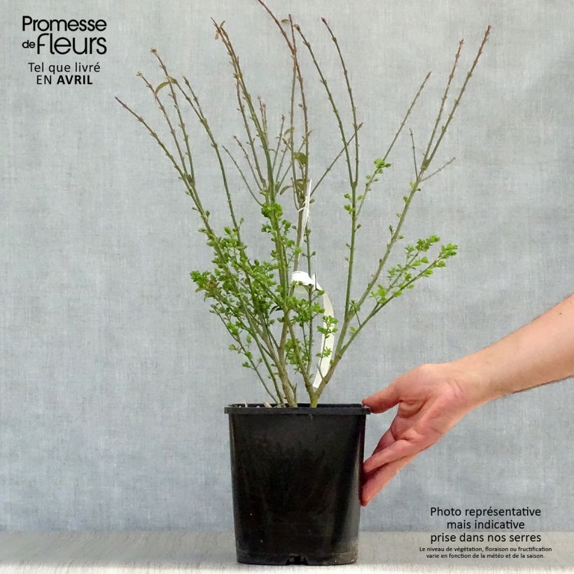 Example of Euonymus alatus Ciliatodentatus - Fusain ailé Pot van 4 l/5 l as you get in printemps