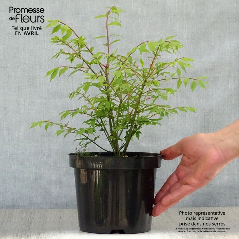 Exemplaar van Euonymus alatus Compactus - Gevleugelde kardinaalsmuts Pot van 2 l/3 l zoals geleverd in de lente