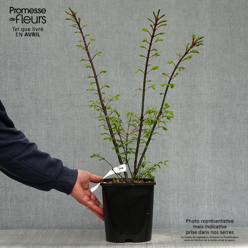 Exemplaar van Euonymus alatus Compactus - Gevleugelde kardinaalsmuts Pot van 4 l/5 l zoals geleverd in de lente