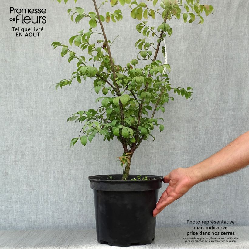 Exemplaar van Euonymus alatus Compactus - Gevleugelde kardinaalsmuts Pot van 7,5 l/10 l zoals geleverd in de zomer