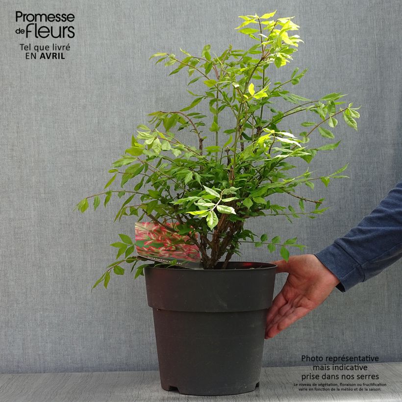 Exemplaar van Euonymus alatus - Gevleugelde kardinaalsmuts Pot van 7,5 l/10 l zoals geleverd in de lente