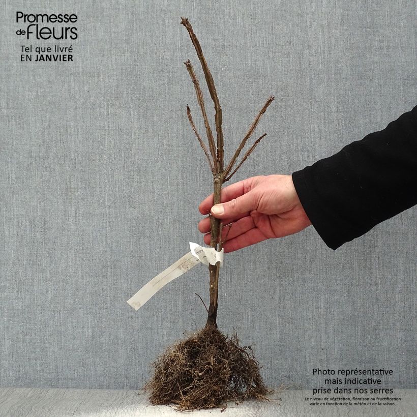 Example of Euonymus alatus - Gevleugelde kardinaalsmuts Naakte wortel as you get in hiver