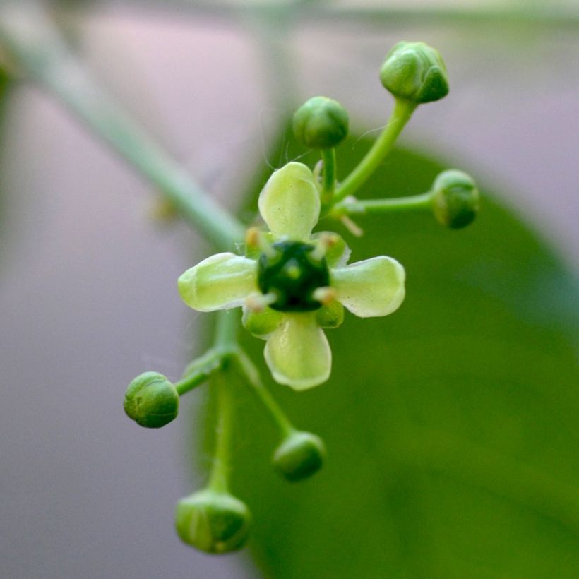 Euonymus europaeus - Wilde kardinaalsmuts (Flowering)