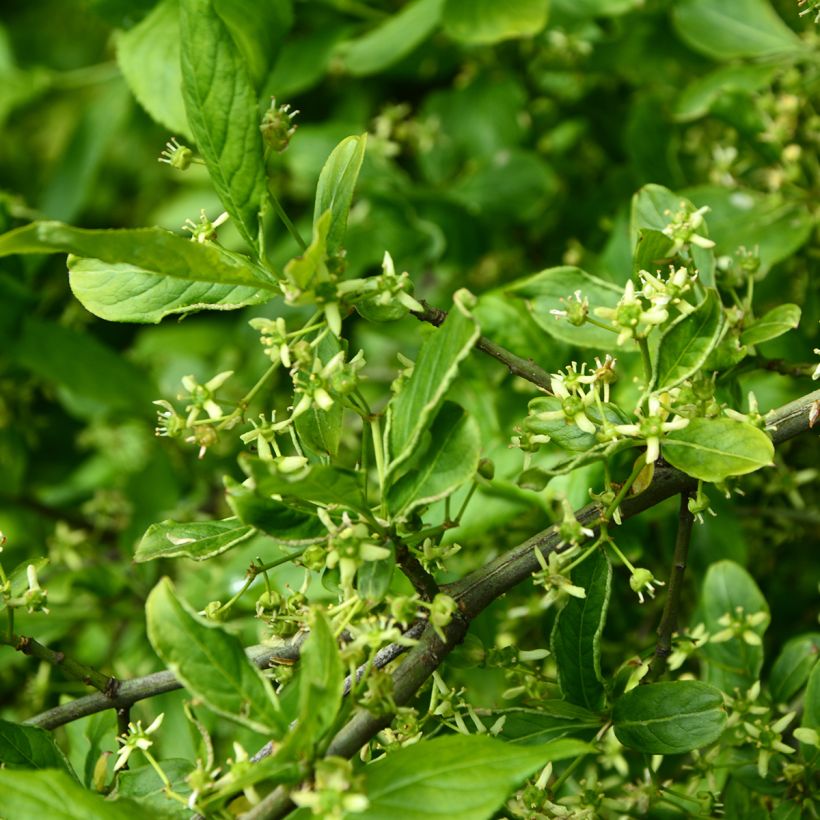 Euonymus europaeus Albus - Wilde kardinaalsmuts (Flowering)
