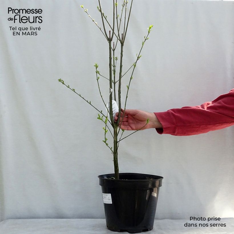 Example of Euonymus europaeus - Wilde kardinaalsmuts Pot van 7,5 l/10 l as you get in hiver