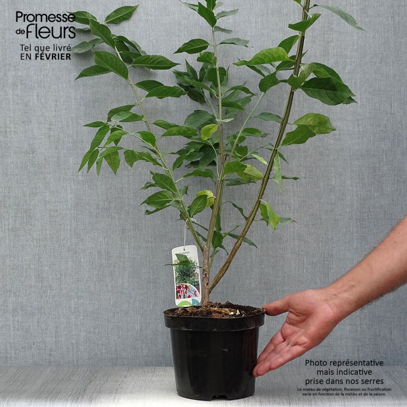 Exemplaar van Euonymus europaeus - Wilde kardinaalsmuts Pot van 2 l/3 l zoals geleverd in de herfst
