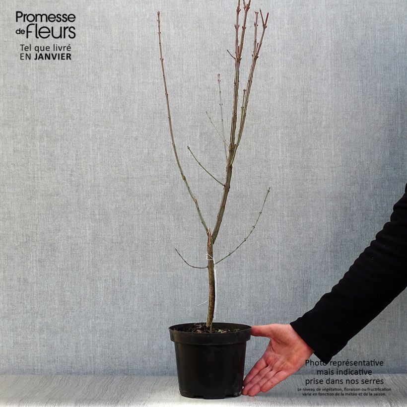 Example of Euonymus europaeus - Wilde kardinaalsmuts Pot van 2 l/3 l as you get in hiver