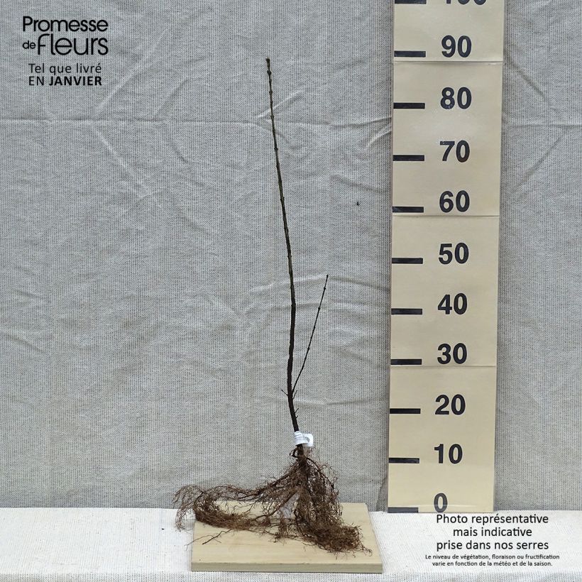 Example of Euonymus europaeus - Wilde kardinaalsmuts Naakte wortel as you get in hiver