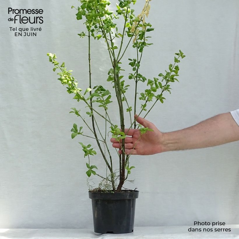 Exemplaar van Euonymus europaeus Red Cascade - Wilde kardinaalsmuts Pot van 2 l/3 l zoals geleverd in de zomer