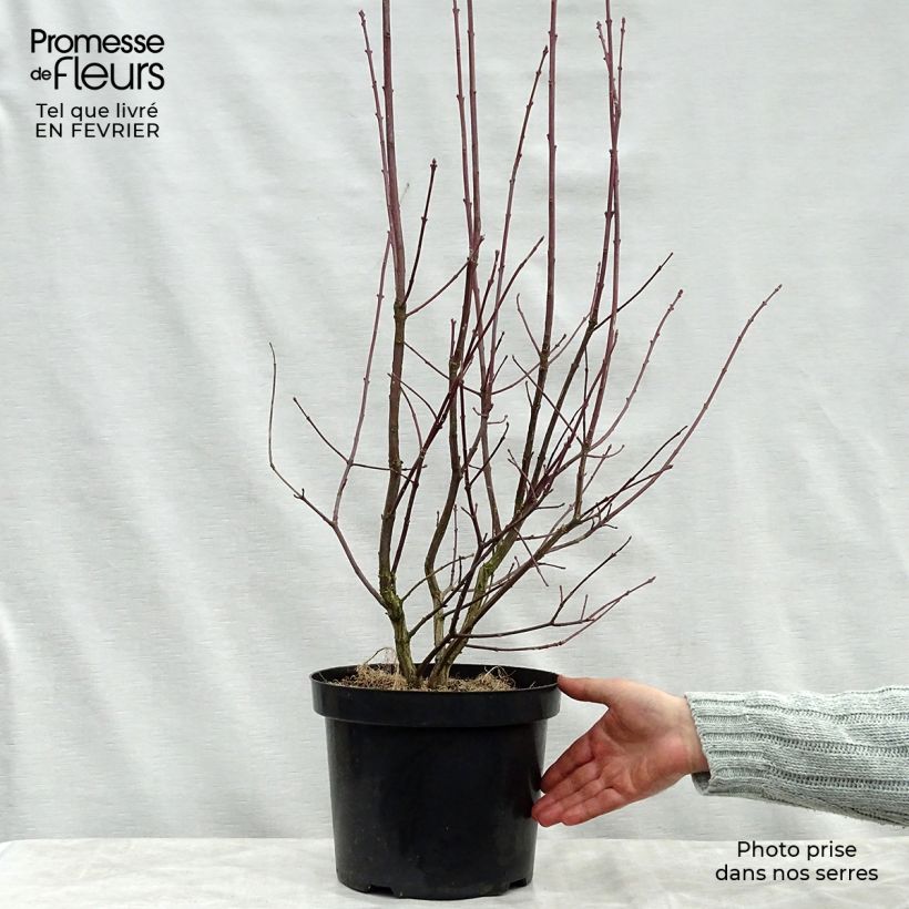 Example of Euonymus europaeus Red Cascade - Wilde kardinaalsmuts Pot van 2 l/3 l as you get in hiver