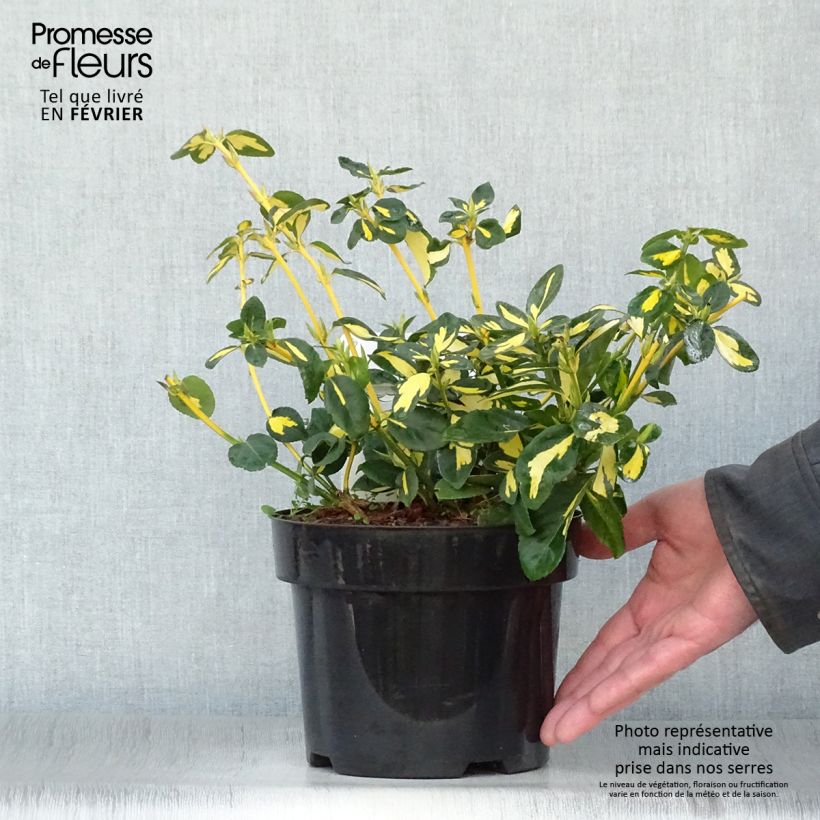 Example of Euonymus fortunei Blondy - Fusain persistant panaché Pot van 2 l/3 l as you get in hiver