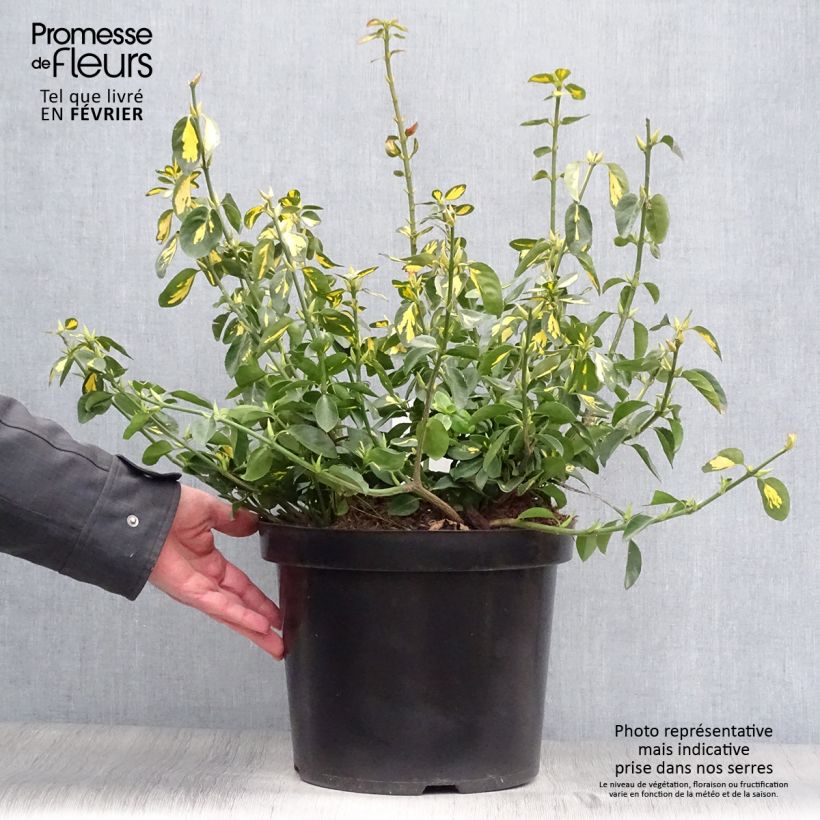 Example of Euonymus fortunei Blondy - Fusain persistant panaché Pot van 7,5 l/10 l as you get in hiver