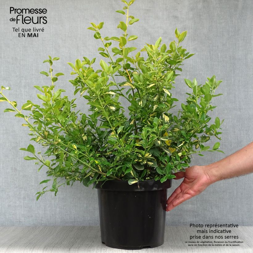 Exemplaar van Euonymus fortunei Blondy - Kardinaalsmuts Pot van 7,5 l/10 l zoals geleverd in de lente