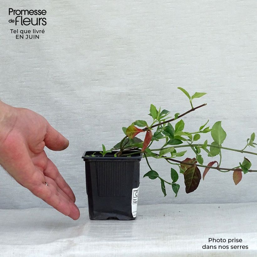 Exemplaar van Euonymus fortunei Coloratus - Kardinaalsmuts Kweekpotje van 8/9 cm zoals geleverd in de zomer