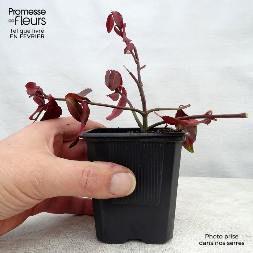 Example of Euonymus fortunei Coloratus - Fusain rampant Kweekpotje van 8/9 cm as you get in hiver