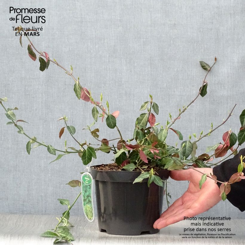 Exemplaar van Euonymus fortunei Coloratus - Kardinaalsmuts Pot van 1,5 l/2 l zoals geleverd in de lente