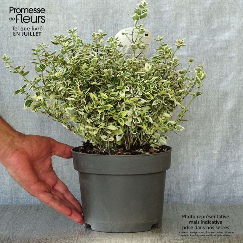 Exemplaar van Euonymus fortunei Dan's Delight - Kardinaalsmuts Pot van 2 l/3 l zoals geleverd in de zomer