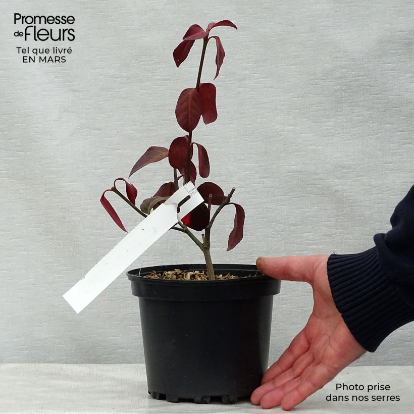 Exemplaar van Euonymus fortunei Dart's Blanket - Kardinaalsmuts Pot van 2 l/3 l zoals geleverd in de lente