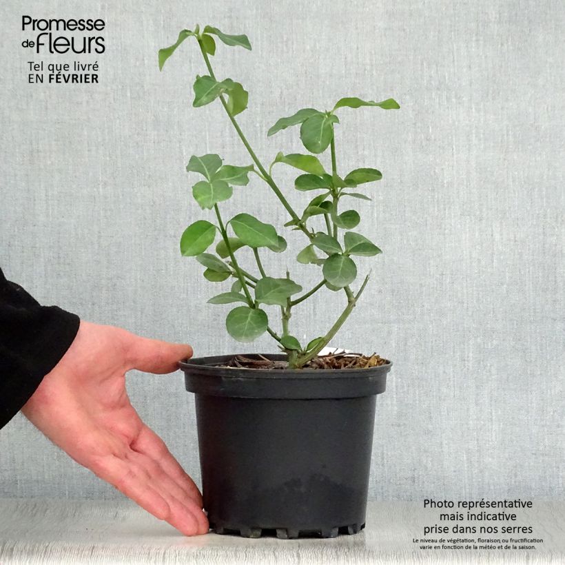 Example of Euonymus fortunei Dart's Blanket - Fusain rampant Pot van 2 l/3 l as you get in hiver