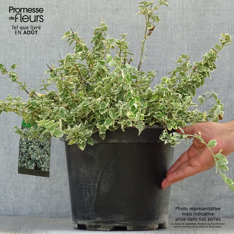 Exemplaar van Euonymus fortunei Emerald Gaiety - Kardinaalsmuts Pot van 7,5 l/10 l zoals geleverd in de zomer