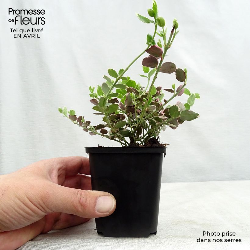 Exemplaar van Euonymus fortunei Emerald Gaiety - Kardinaalsmuts Kweekpotje van 8/9 cm zoals geleverd in de lente